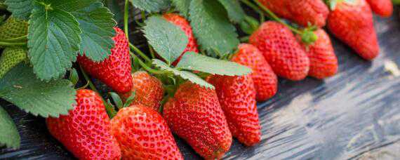 草莓的生长环境和条件 草莓的生长环境和条件画画
