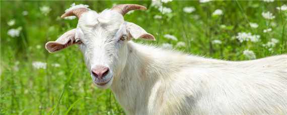 母羊下单羔是什么原因 母羊老下单羔