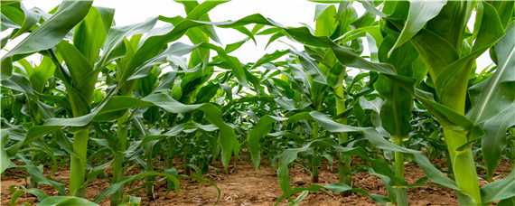 玉米的种植时间和收割时间 玉米的播种和收割时间