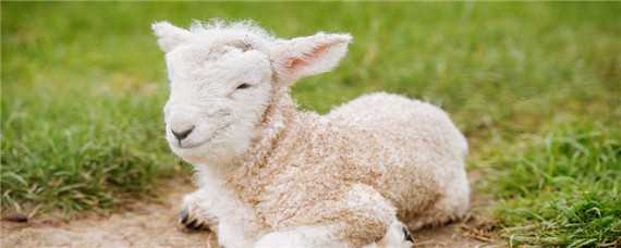 小尾寒羊与萨福克杂交的优势 萨福克公羊和小尾寒母羊杂交