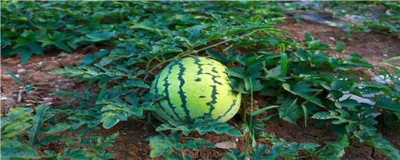 无籽西瓜是单倍体育种还是多倍体 无籽西瓜是单倍体育种还是多倍体种植