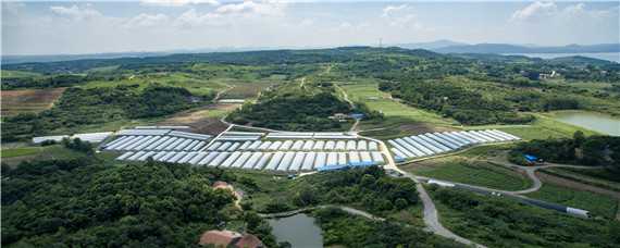 大田地里种树怎么处理（大田地里种树怎么处理好）