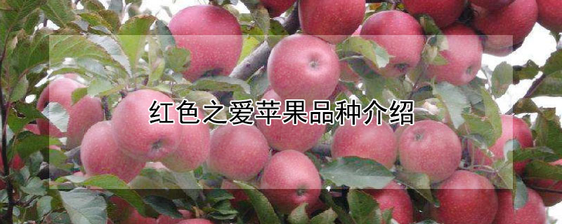 红色之爱苹果品种介绍