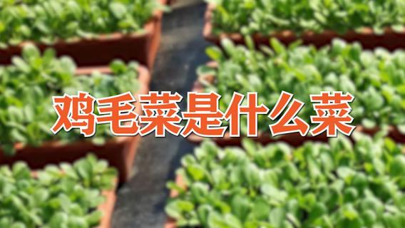 鸡毛菜属于什么菜