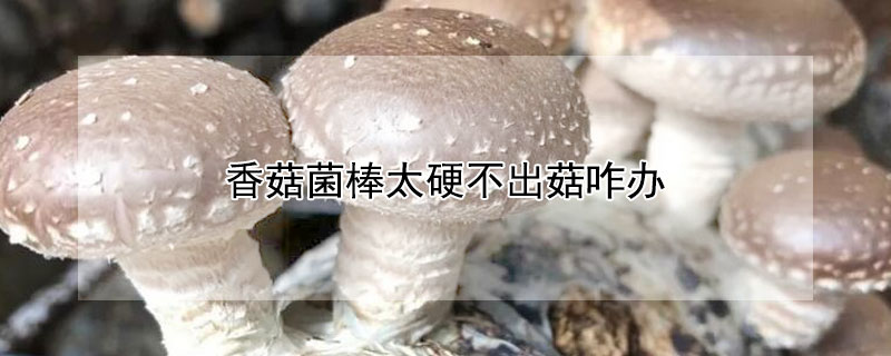 香菇菌棒太硬不出菇咋办