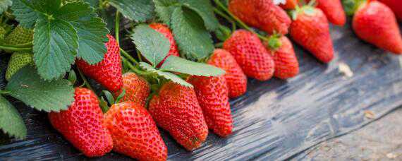 种植草莓的技术和日常管理方法（种植草莓的技术和日常管理方法有哪些）