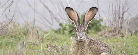 野兔冬季活动规律（春夏秋冬的野兔活动规律）