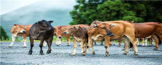 育肥牛养殖周期 育肥牛生长周期