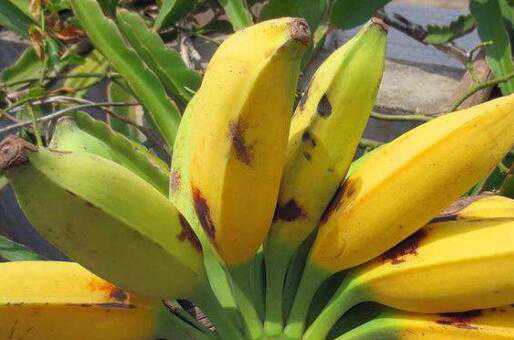 牛角蕉和香蕉区别，牛角蕉怎么吃好（牛角香蕉的功效与作用）