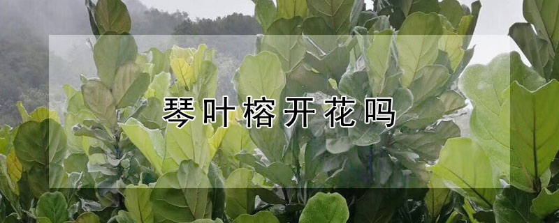 琴叶榕开花吗 琴叶榕开花图片