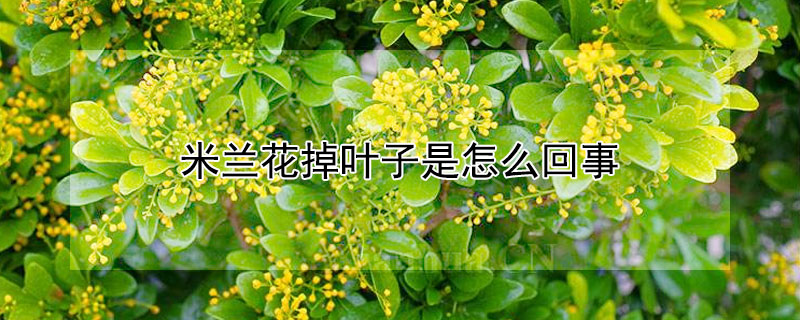 米兰花掉叶子是怎么回事（米兰花掉叶子是怎么办）