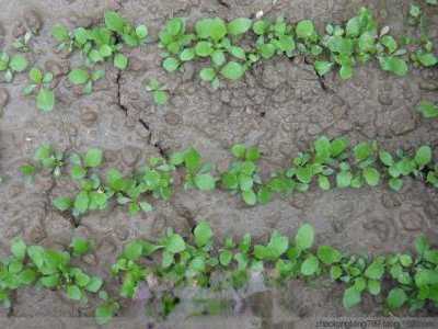 蒲公英如何种，蒲公英的种植方法 蒲公英如何种,蒲公英的种植方法图片