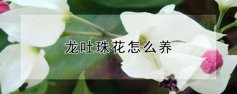 龙吐珠花怎么养 红色龙吐珠花怎么养