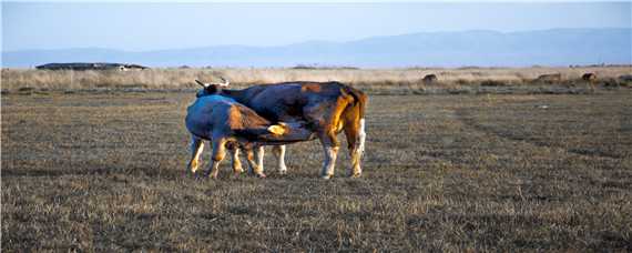 肉牛的饲养管理 肉牛的饲养管理方案