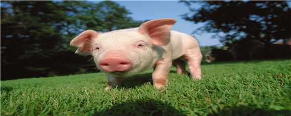 小香猪的肉能不能吃 小香猪可以吃猪肉吗