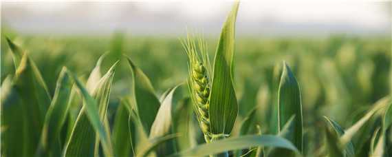 小麦返青的温度条件（小麦返青的温度条件有哪些）