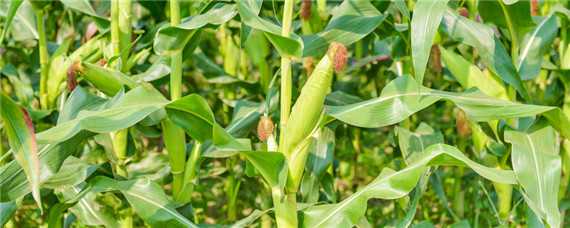 奥美11号玉米品种介绍 奥美11号玉米品种介绍及图片