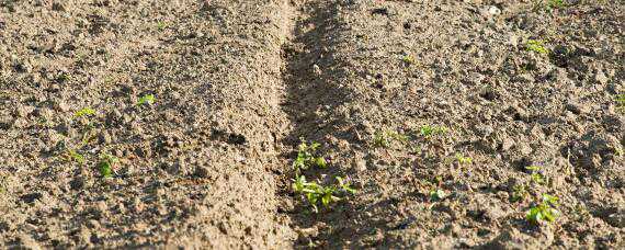 沙土地适合种什么农作物 沙土地适合种什么农作物?