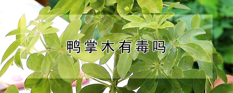 鸭掌木有毒吗 鸭掌木有毒吗正确答案