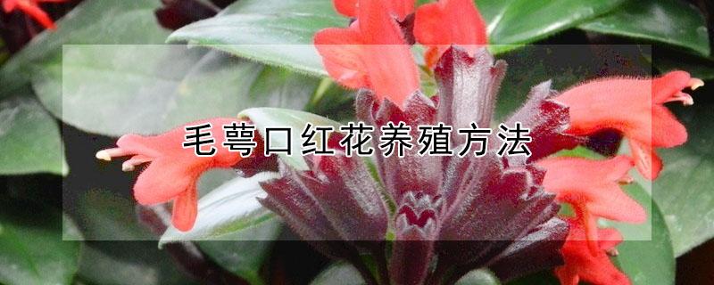 毛萼口红花养殖方法 毛萼口红花多长时间浇水