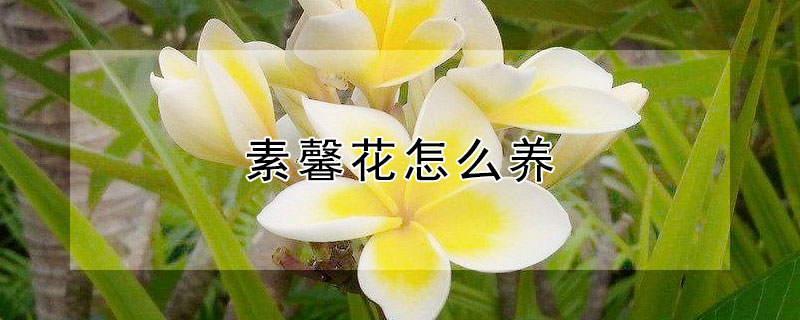 素馨花怎么养（素馨花怎么养,素馨花的养殖方法）