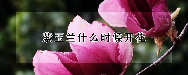 紫玉兰什么时候开花（紫玉兰什么时候开花?花期是）