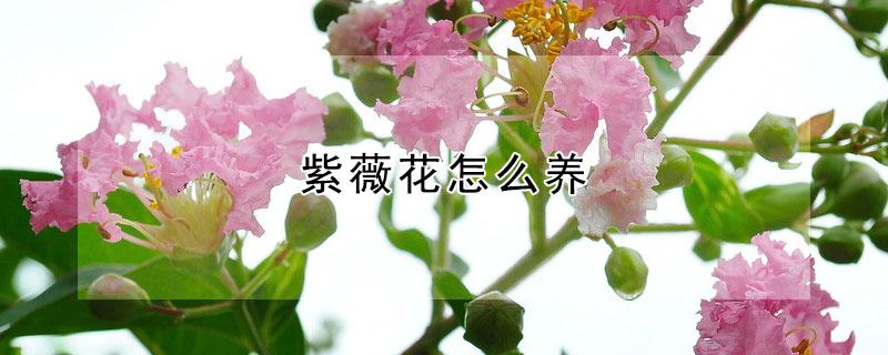 紫薇花怎么养（紫薇花怎么养怎样浇水）