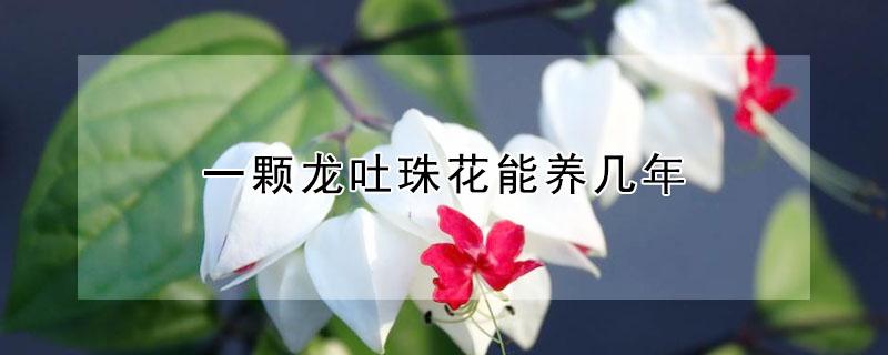 一颗龙吐珠花能养几年 龙吐珠花好养吗