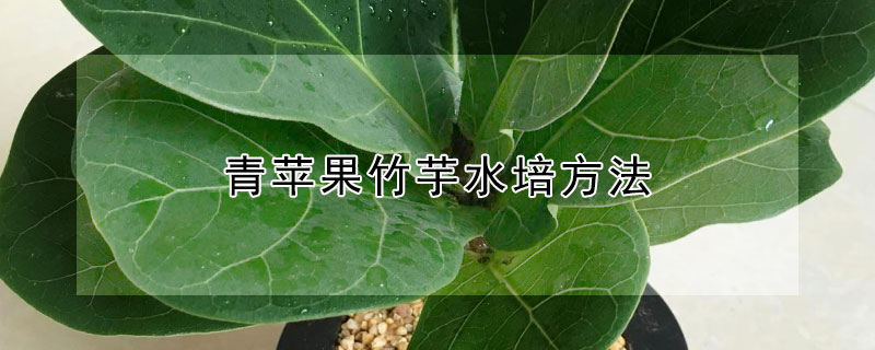 青苹果竹芋水培方法（苹果竹芋水培）