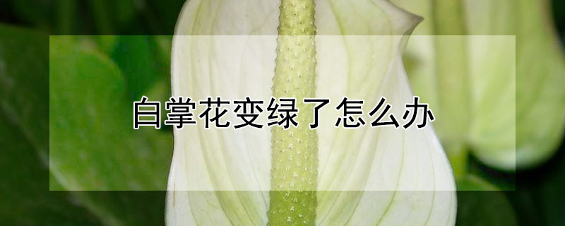 白掌花变绿了怎么办 白掌花变绿了怎么办贴吧