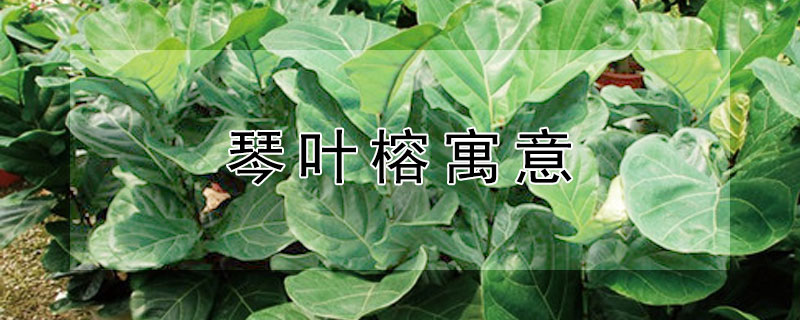 琴叶榕寓意 琴叶榕寓意和象征