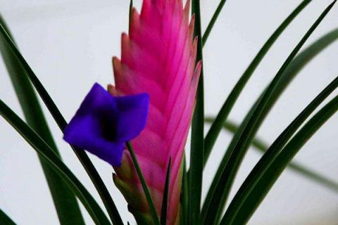 紫花凤梨的养殖方法和注意事项