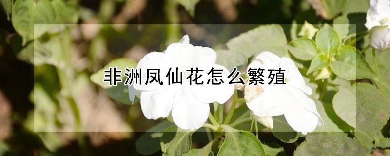 非洲凤仙花怎么繁殖 非洲小凤仙花怎么养殖