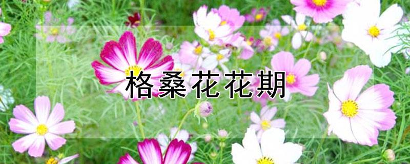 格桑花花期 格桑花花期多久