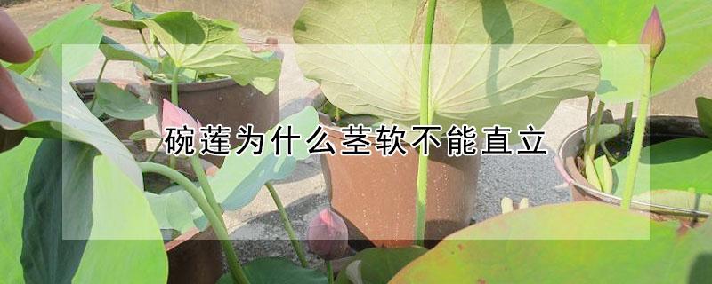 碗莲为什么茎软不能直立 碗莲长不直