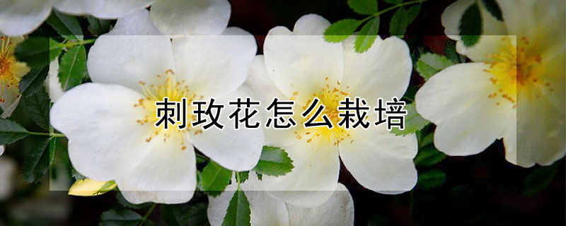 刺玫花怎么栽培（刺玫花怎么栽培花盆里）