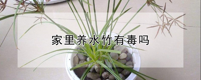 家里养水竹有毒吗 水竹养在家里有害吗