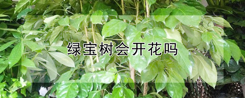 绿宝树会开花吗（绿宝树开什么样的花）