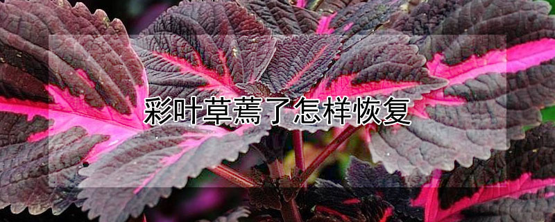 彩叶草蔫了怎样恢复（彩叶草枯萎怎么办）