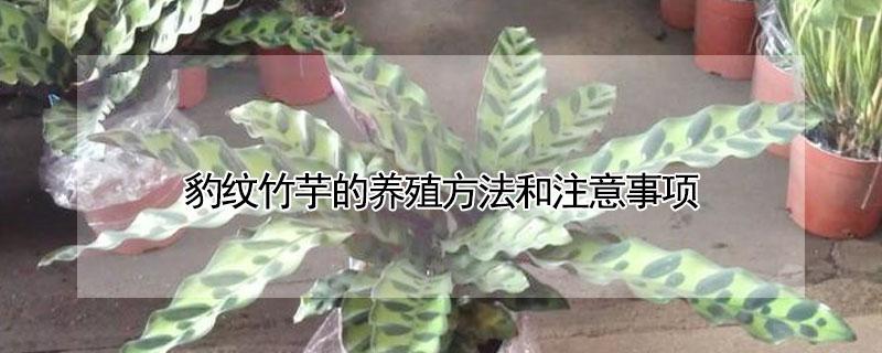 豹纹竹芋的养殖方法和注意事项（豹纹竹芋怎么养）