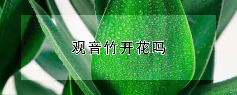 观音竹开花吗（观音竹会开花吗开的花是什么样子）