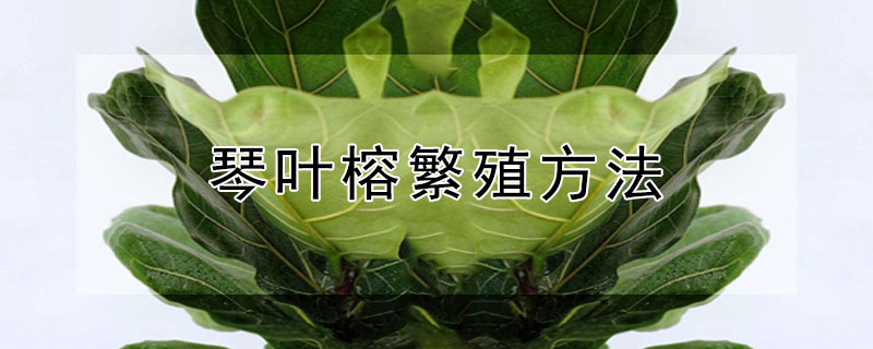 琴叶榕繁殖方法（琴叶榕可以通过叶片繁殖吗）