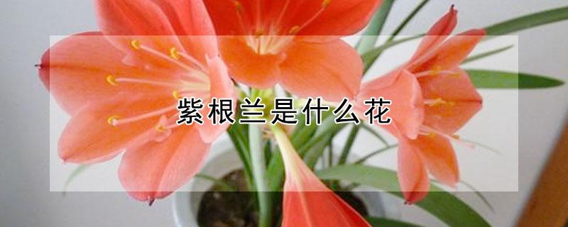 紫根兰是什么花（介绍一下紫根兰花）