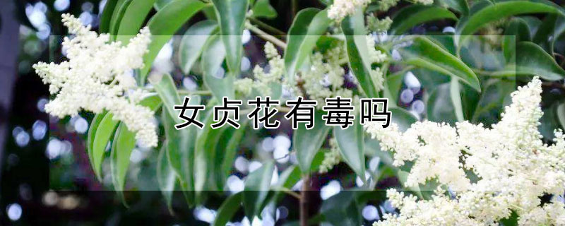 女贞花有毒吗（女贞子有毒吗）