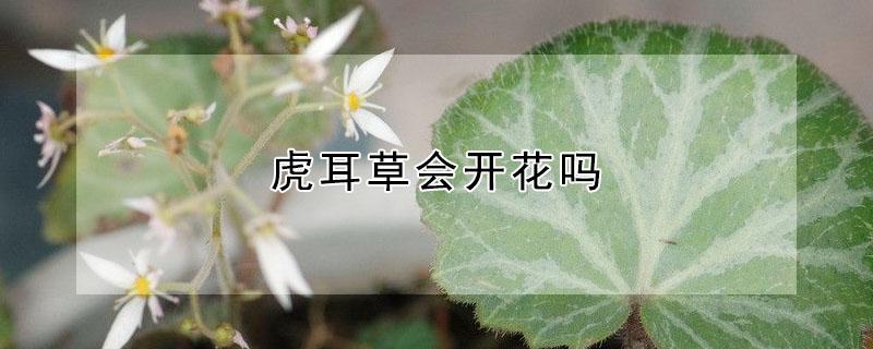 虎耳草会开花吗（虎耳草会不会开花）