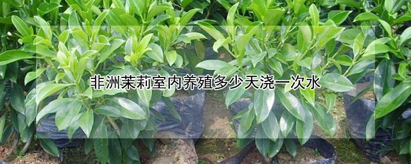 非洲茉莉室内养殖多少天浇一次水 非洲茉莉多久浇水一次