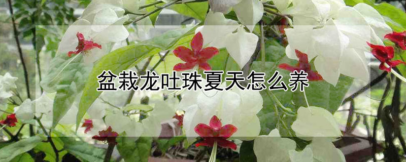 盆栽龙吐珠夏天怎么养（龙吐珠花冬季怎么养）