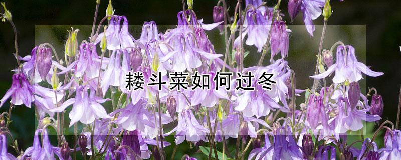 耧斗菜如何过冬（耧斗菜冬天）