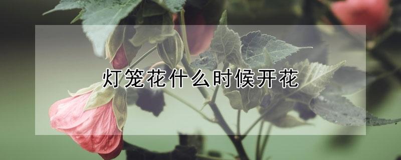 灯笼花什么时候开花 灯笼花在什么季节开花