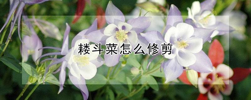 耧斗菜怎么修剪 耧斗菜的种植方法